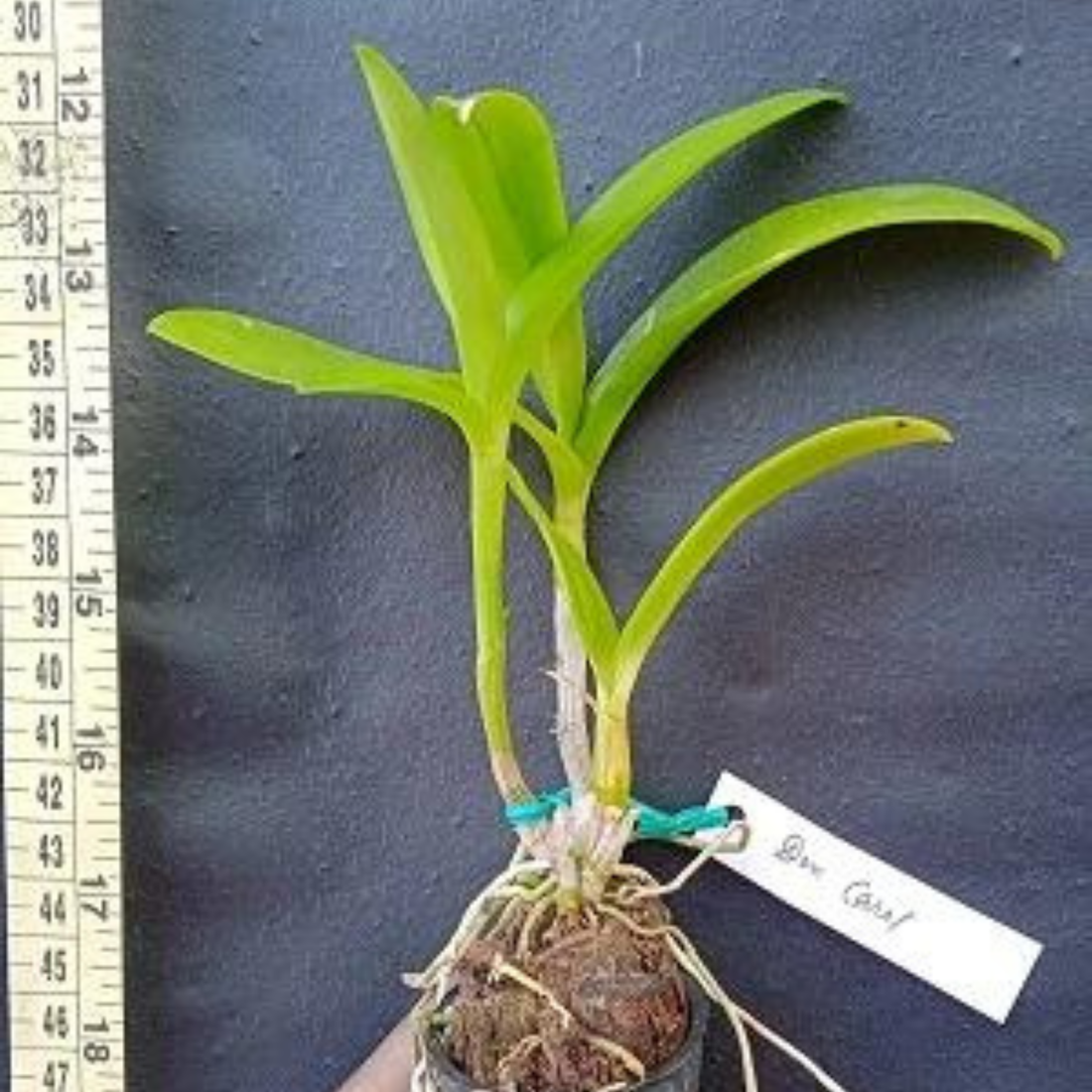 Dendrobium Carol Goo (Seedling Size)