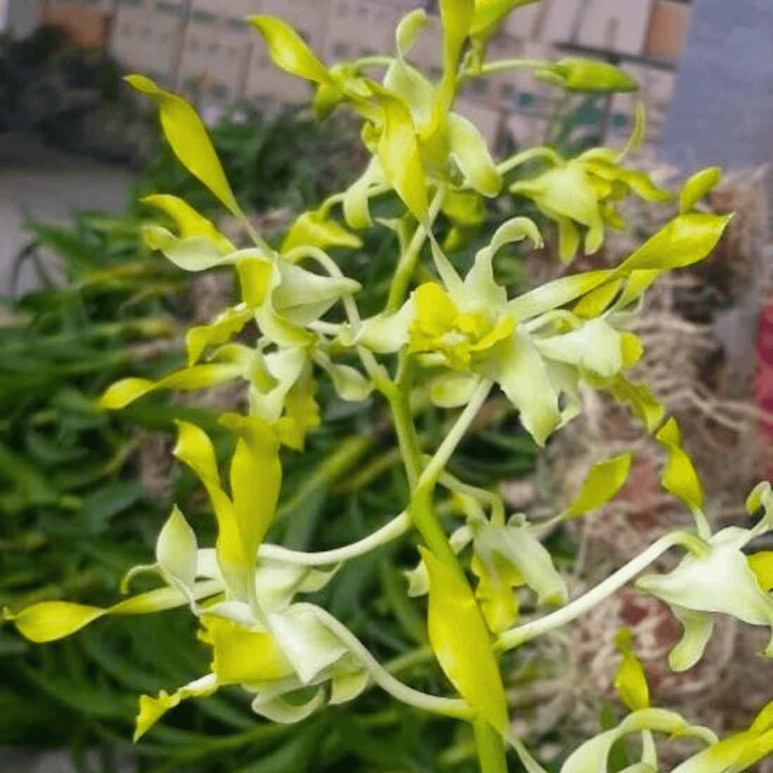 Dendrobium Chanchao Yellow White (Seedling)