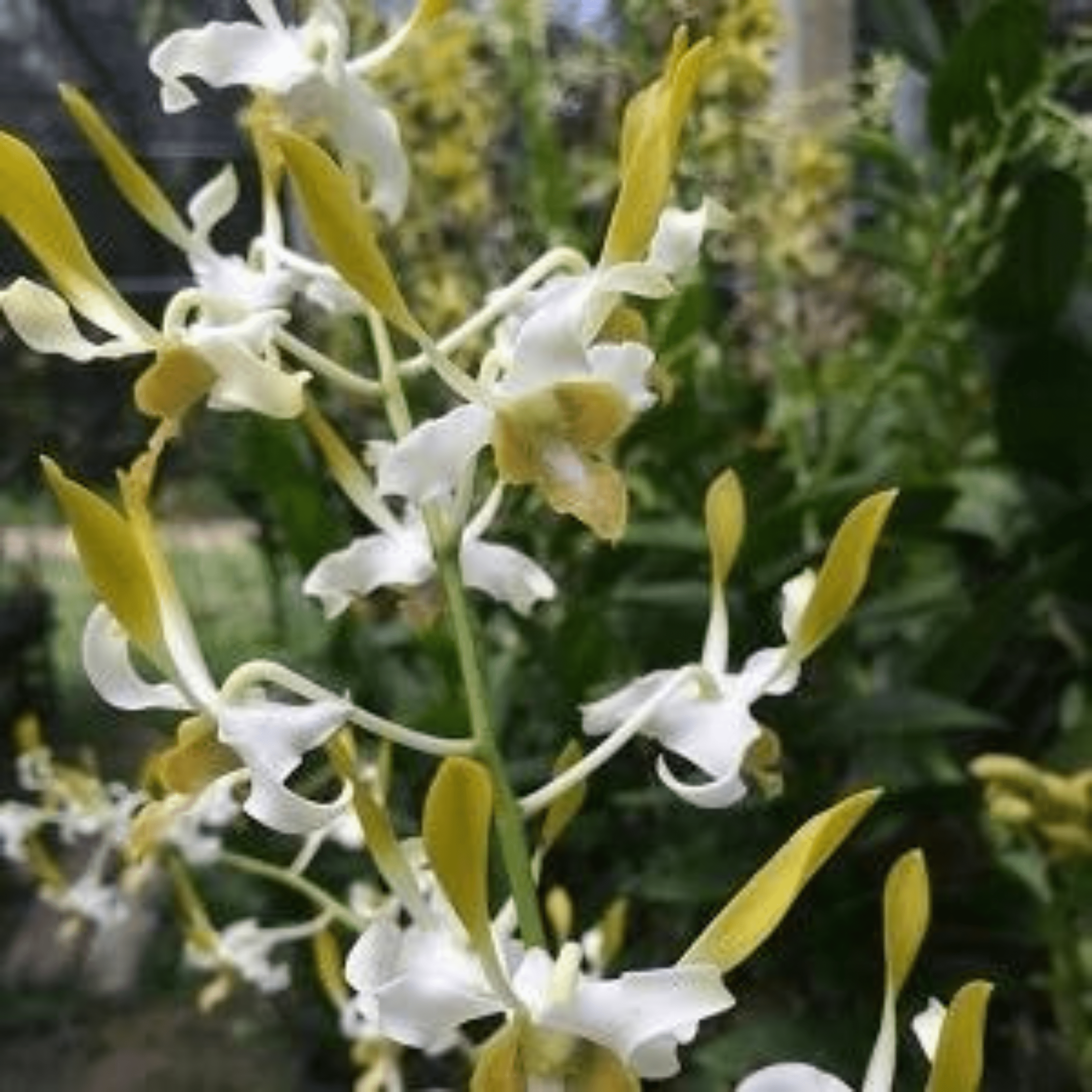 Dendrobium Chanchao Yellow White (Seedling)