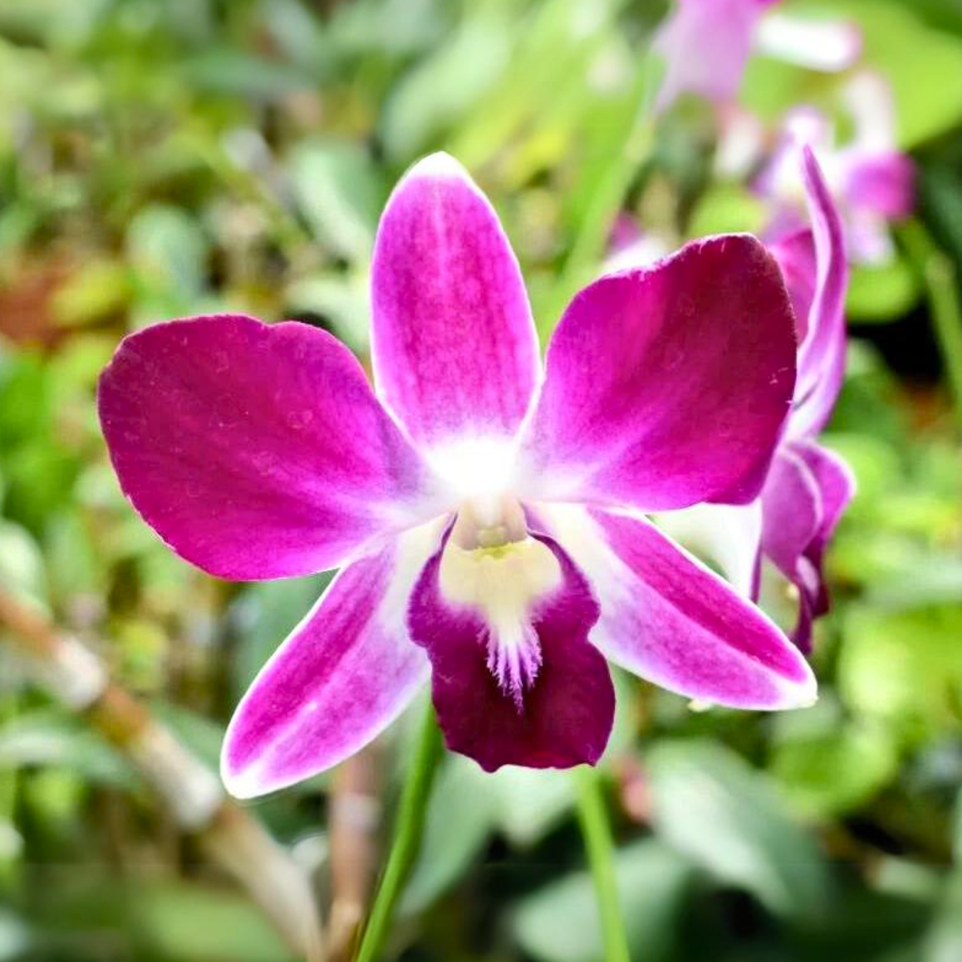 Dendrobium Earsakul Rot Gold - Blooming Size