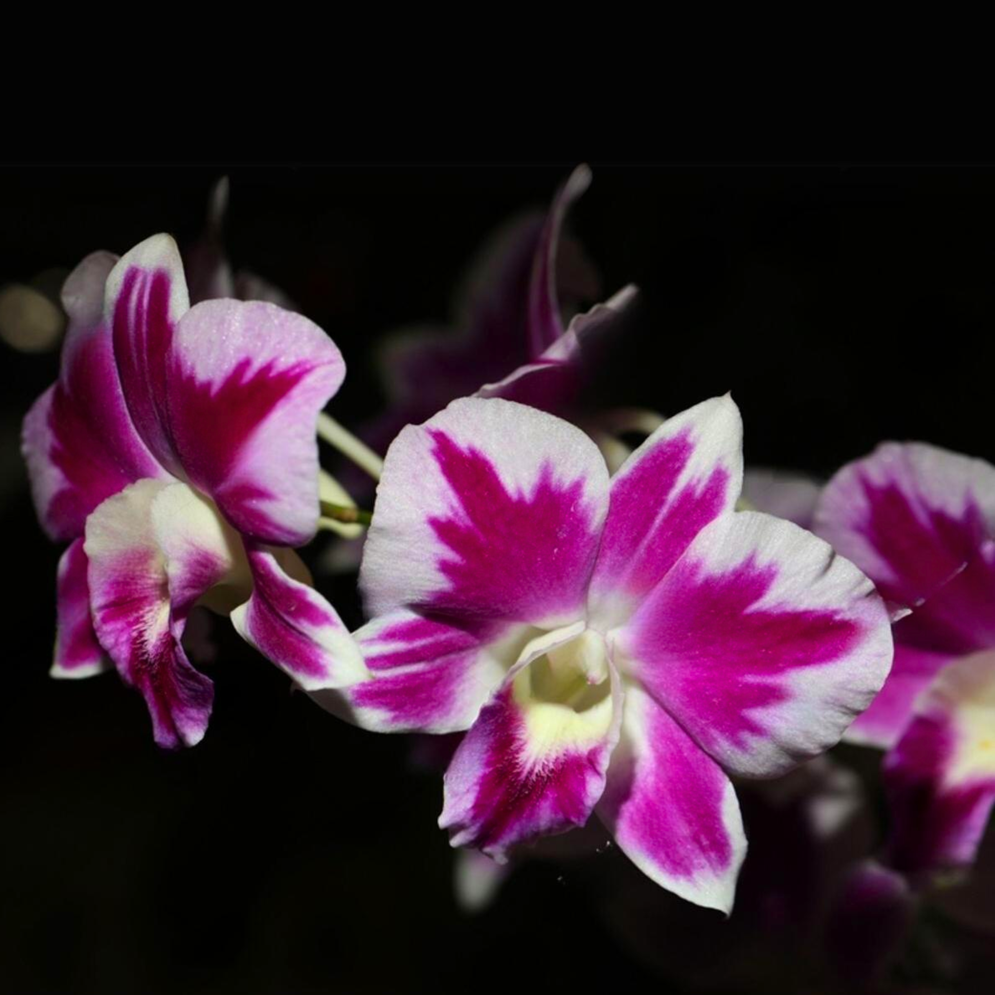 Dendrobium Ekapol Splash - Blooming Size