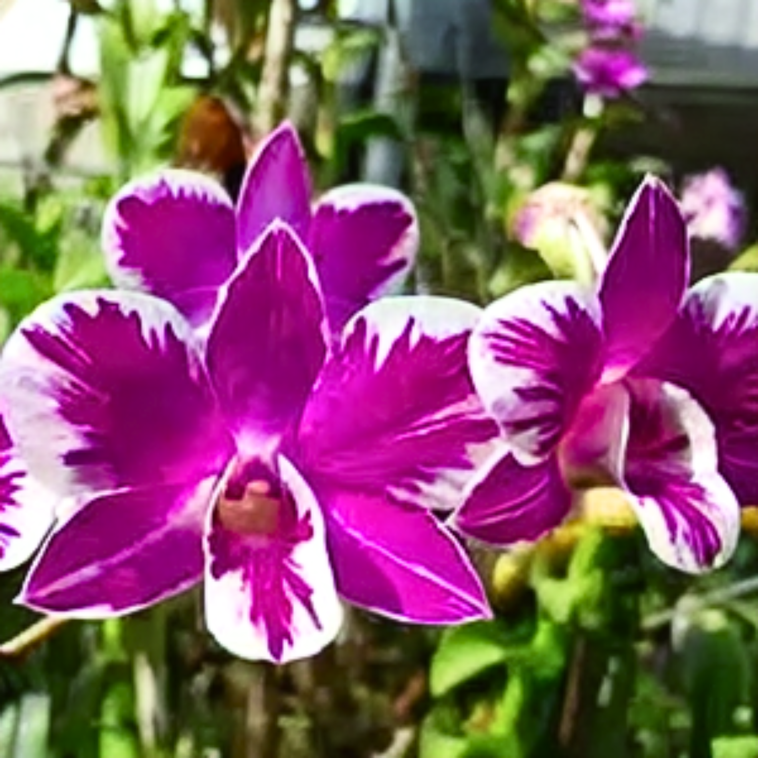 Dendrobium Ekapol Splash - Blooming Size