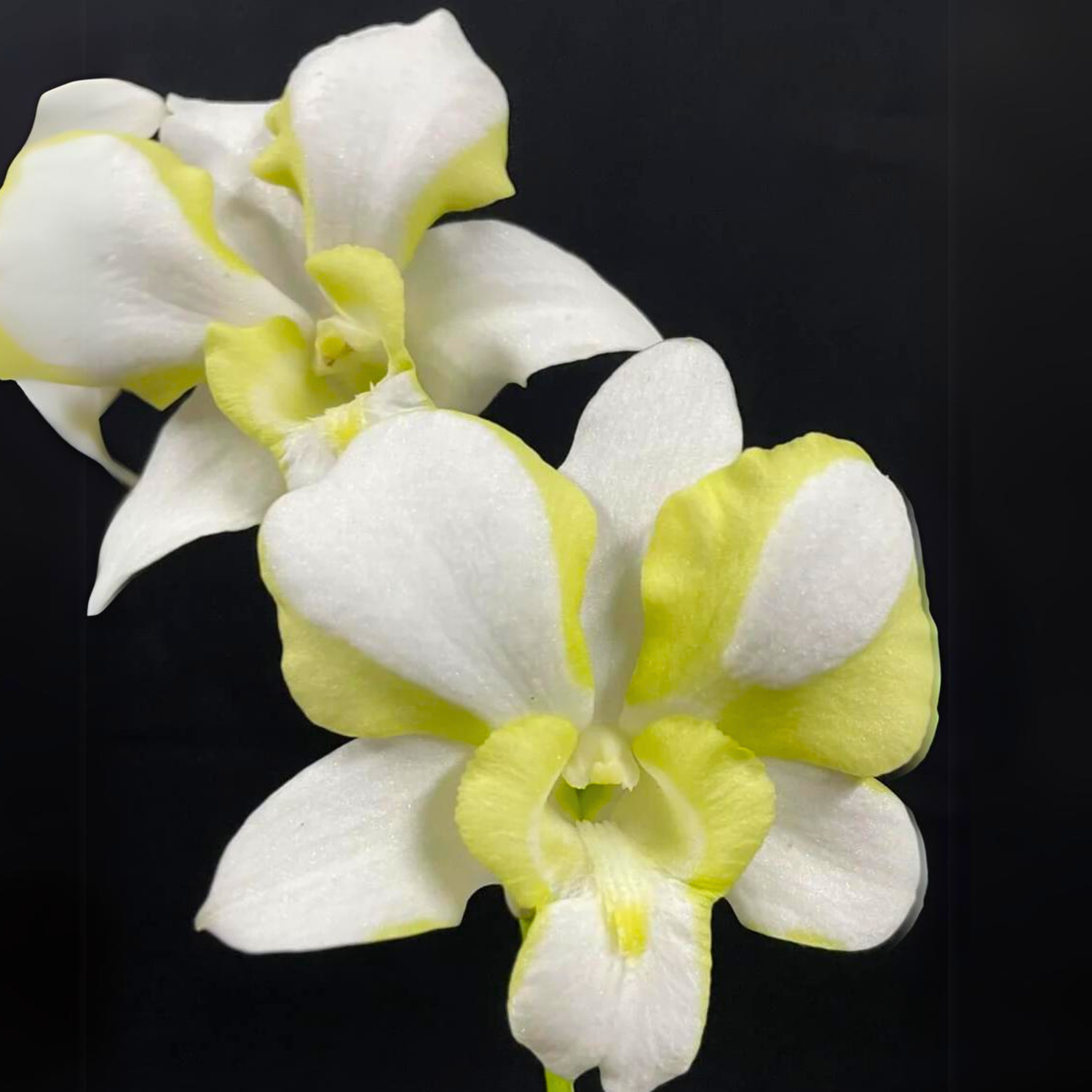 Dendrobium Erawan Green - Blooming Size