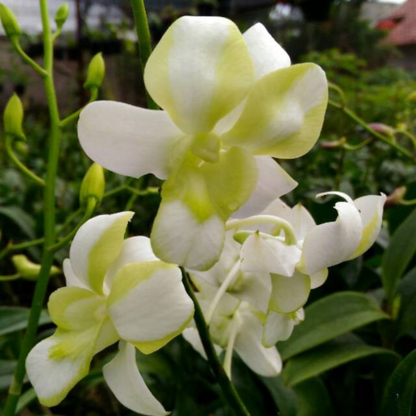 Dendrobium Erawan Green - Blooming Size