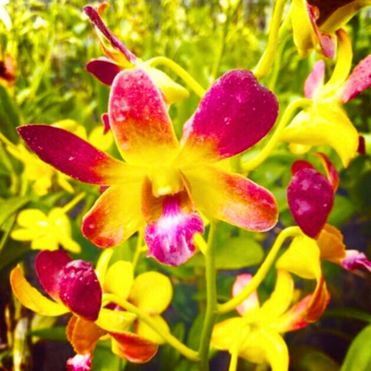 Dendrobium Gift By God Brown (Blooming Size)