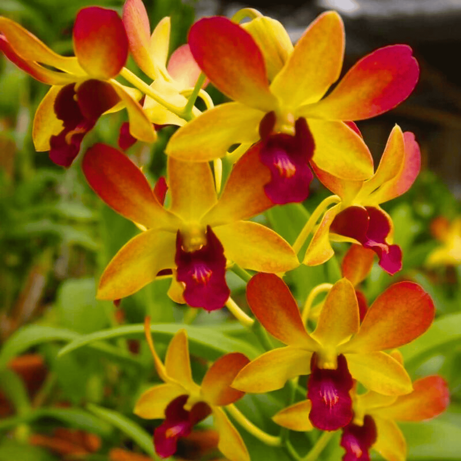 Dendrobium Gift By God Brown (Blooming Size)