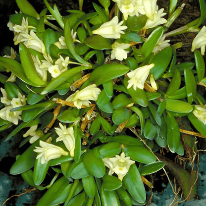 Dendrobium Hymenanthum (Seedling)