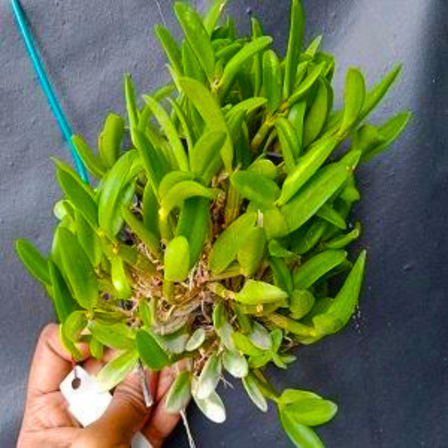 Dendrobium Hymenanthum (Seedling)