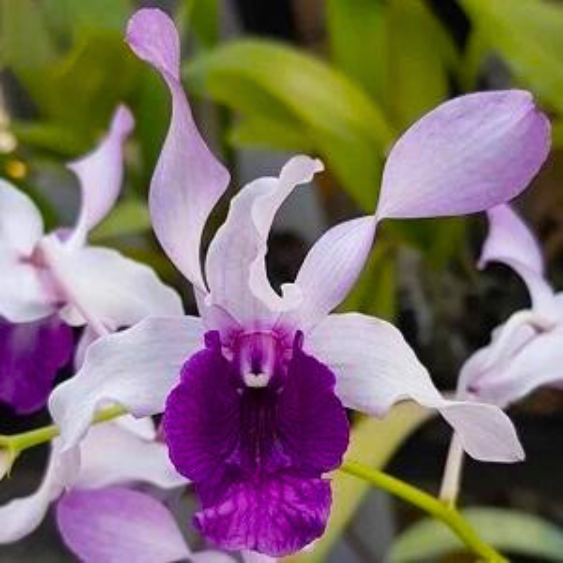 Dendrobium Indonesia Raya Blue - Blooming Size