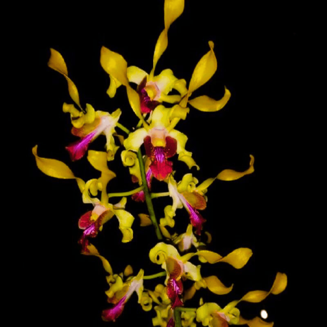 Dendrobium Jairak Goldmine (Blooming Size)