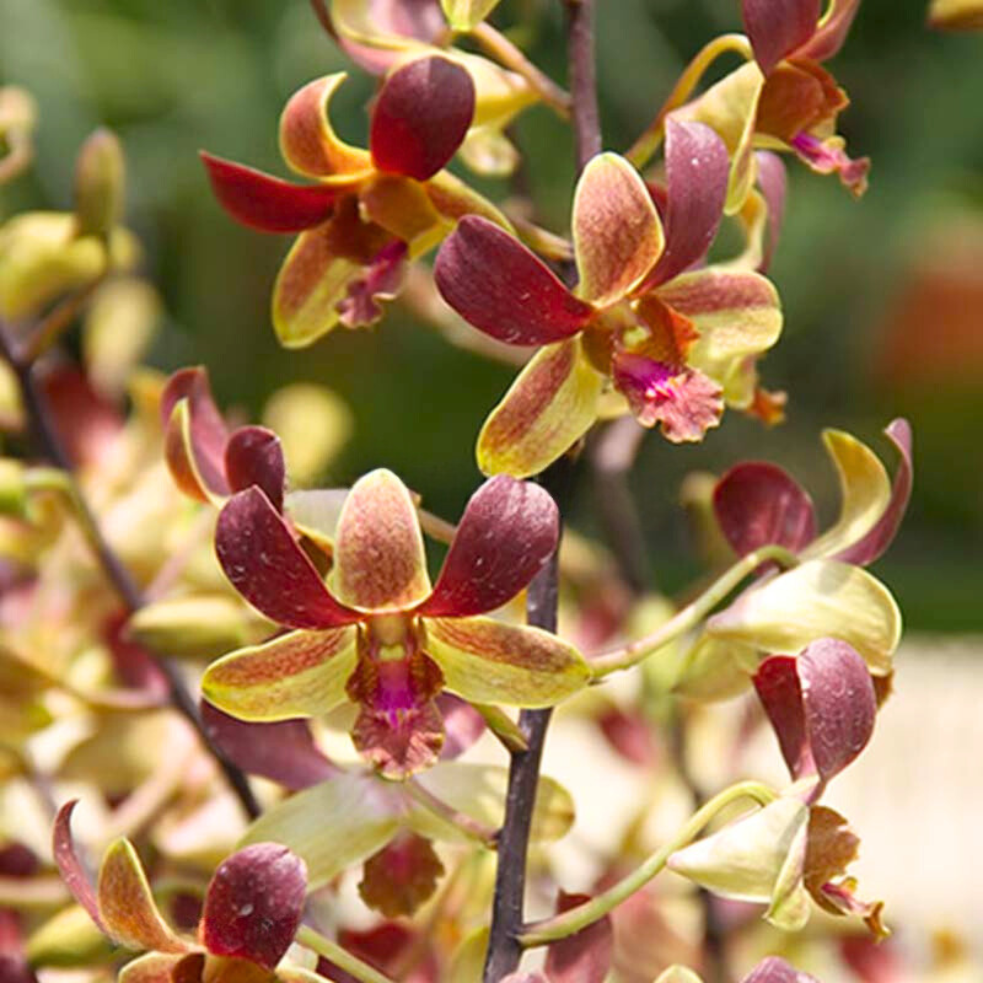 Dendrobium Jairak Mini - Blooming Size