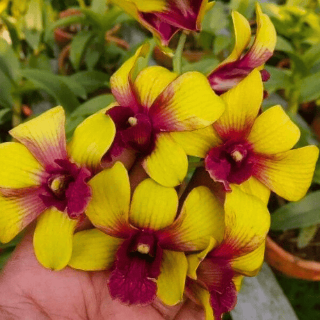 Dendrobium Jiad Gold (Blooming Size)