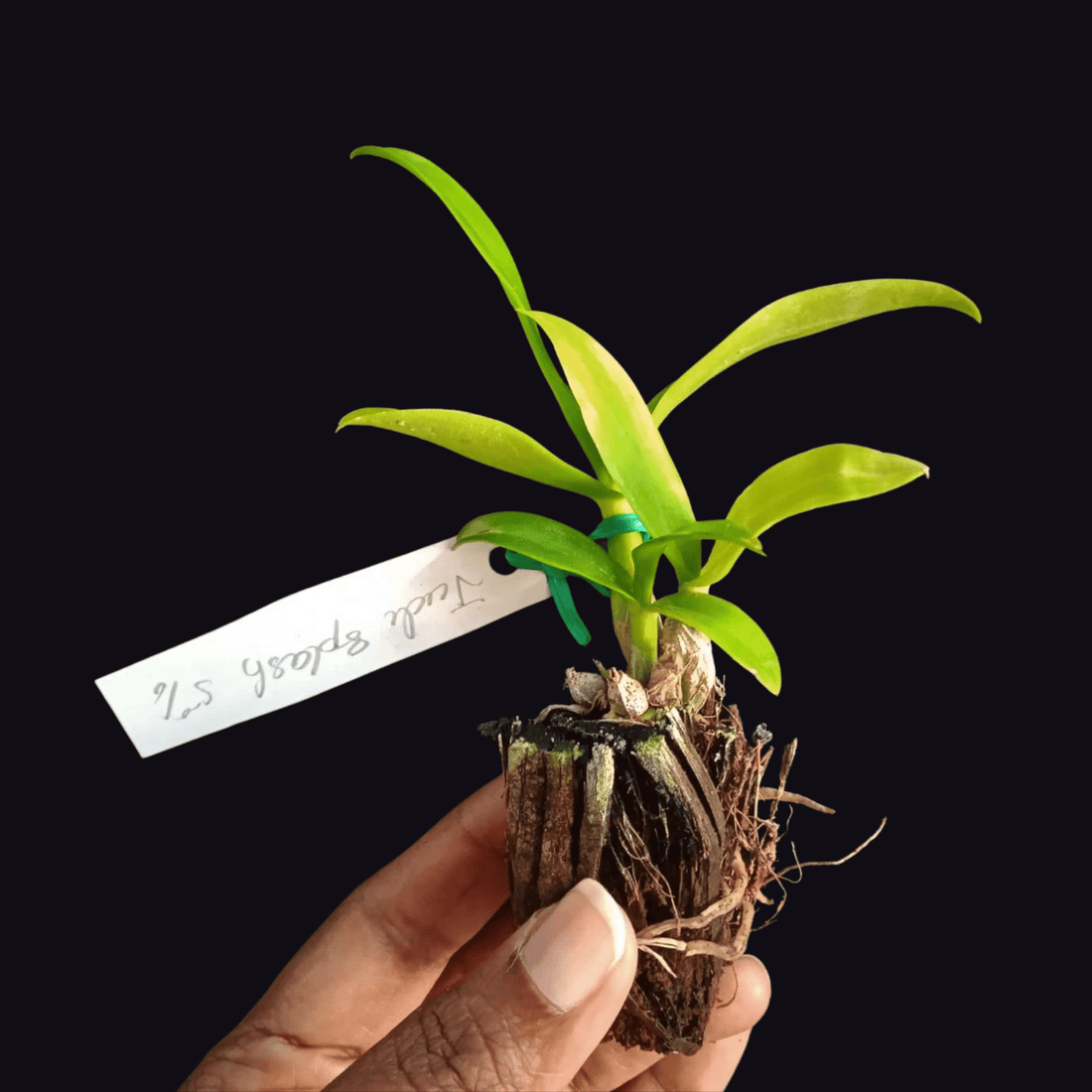 Dendrobium Judy Ruth Splash 5% (Seedling)