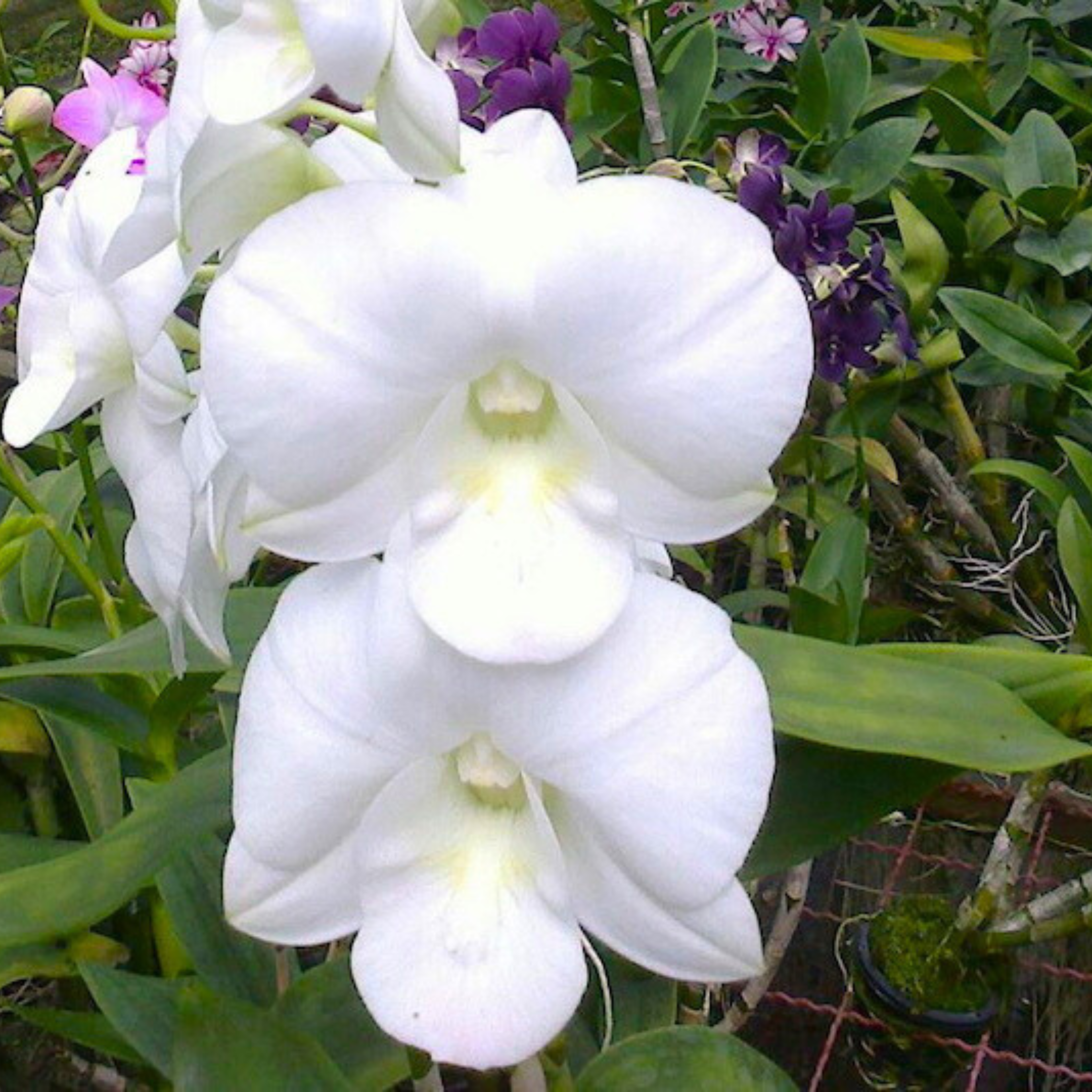 Dendrobium Kanjana White