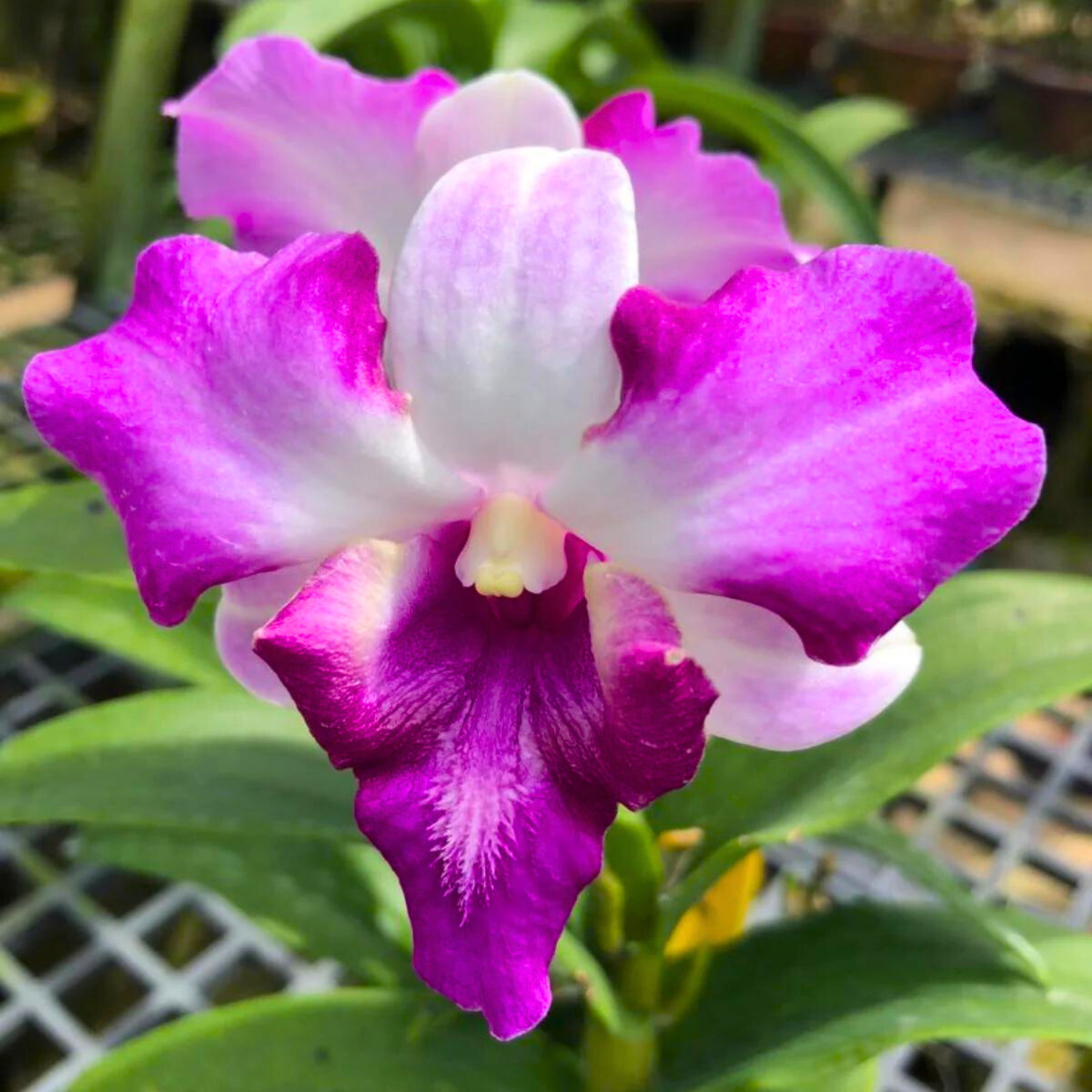 Dendrobium King Dragon 298 - Blooming Size