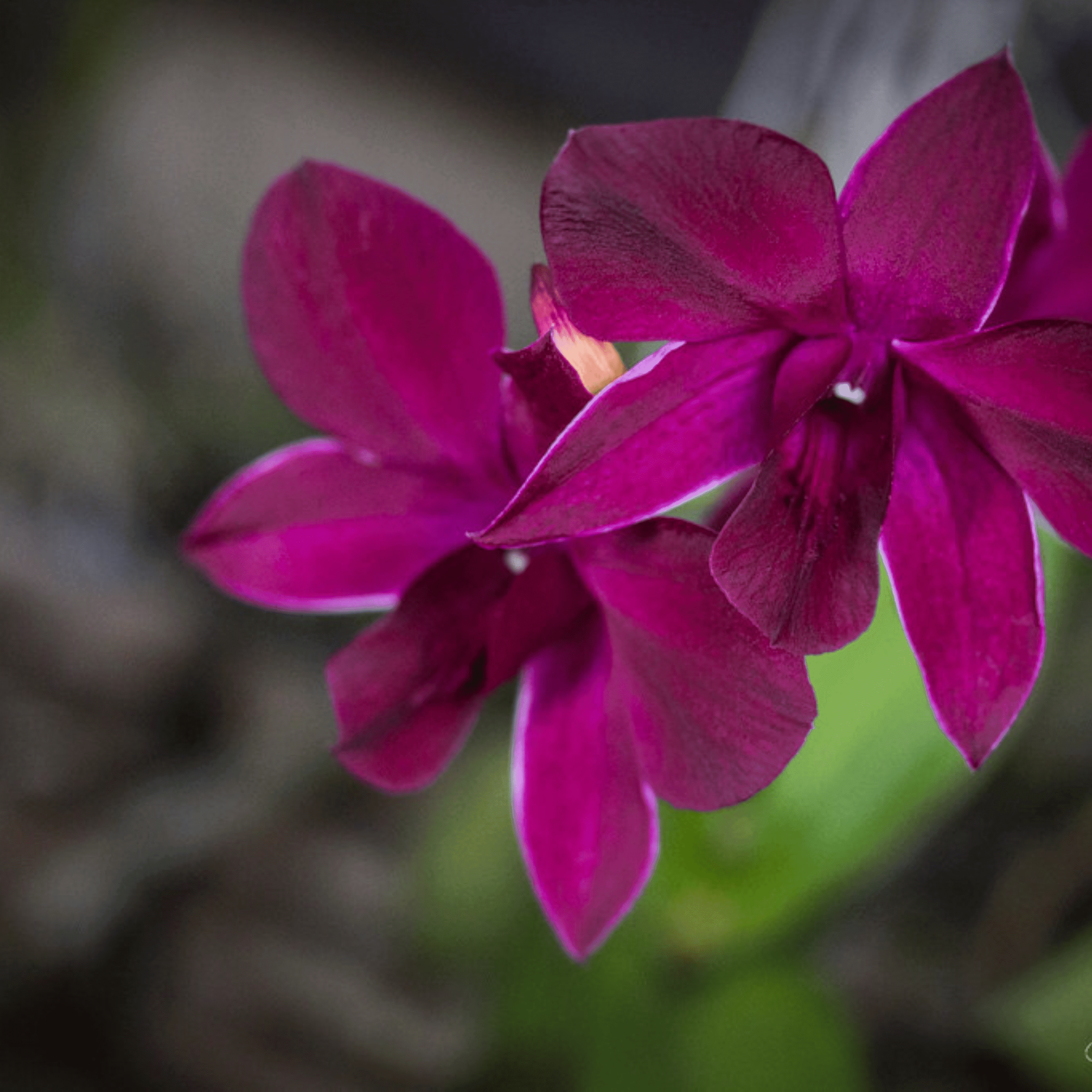 Dendrobium Krating Deang (Blooming)