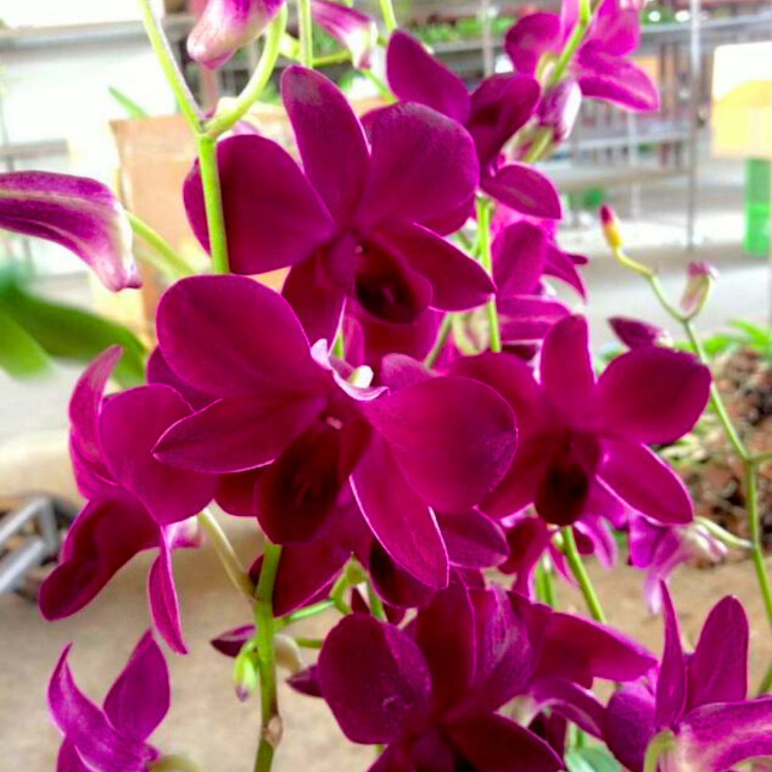 Dendrobium Krating Deang (Blooming Size)