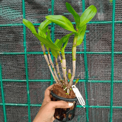 Dendrobium Krating Deang (Blooming)
