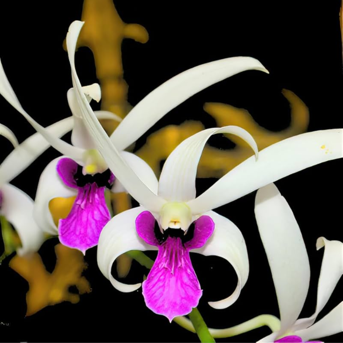 Dendrobium Meesangnil x Caeser Warawan - Blooming Size