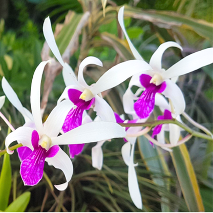 Dendrobium Meesangnil x Caeser Warawan - Blooming Size