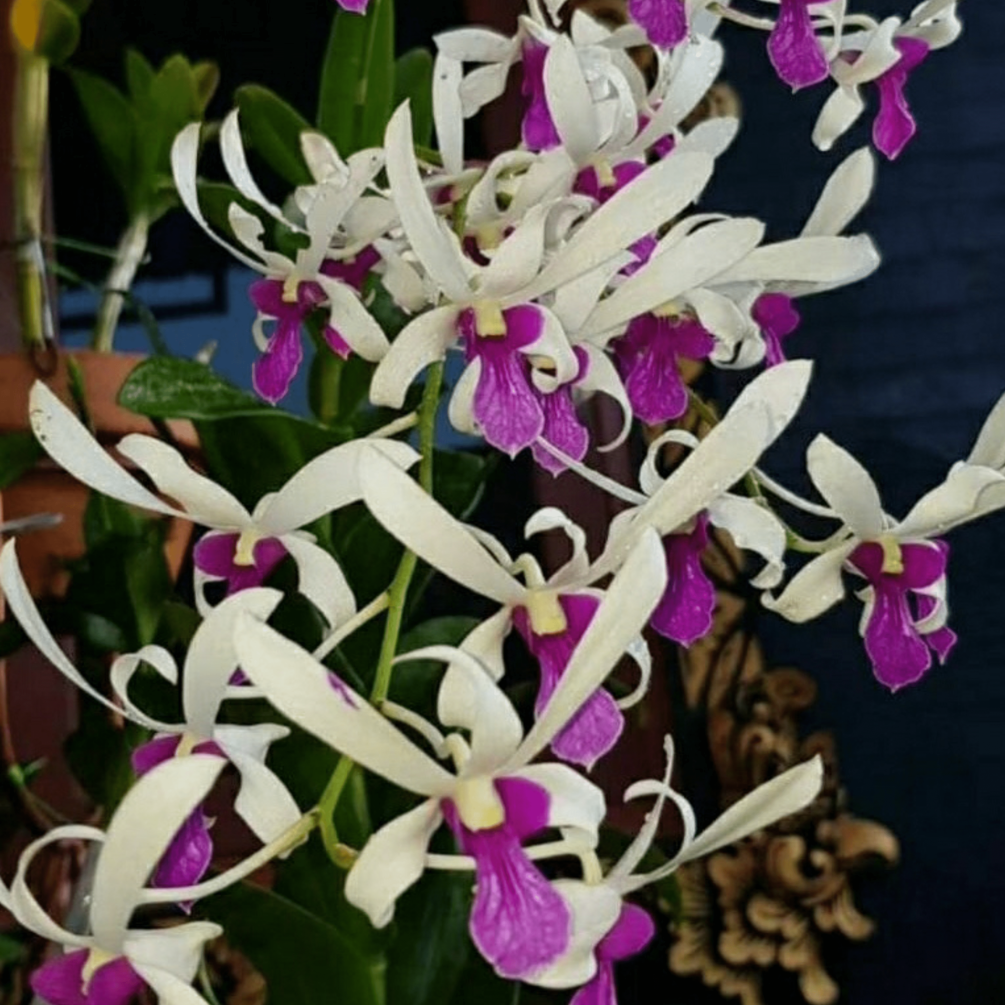 Dendrobium Meessangnil (Seedling)