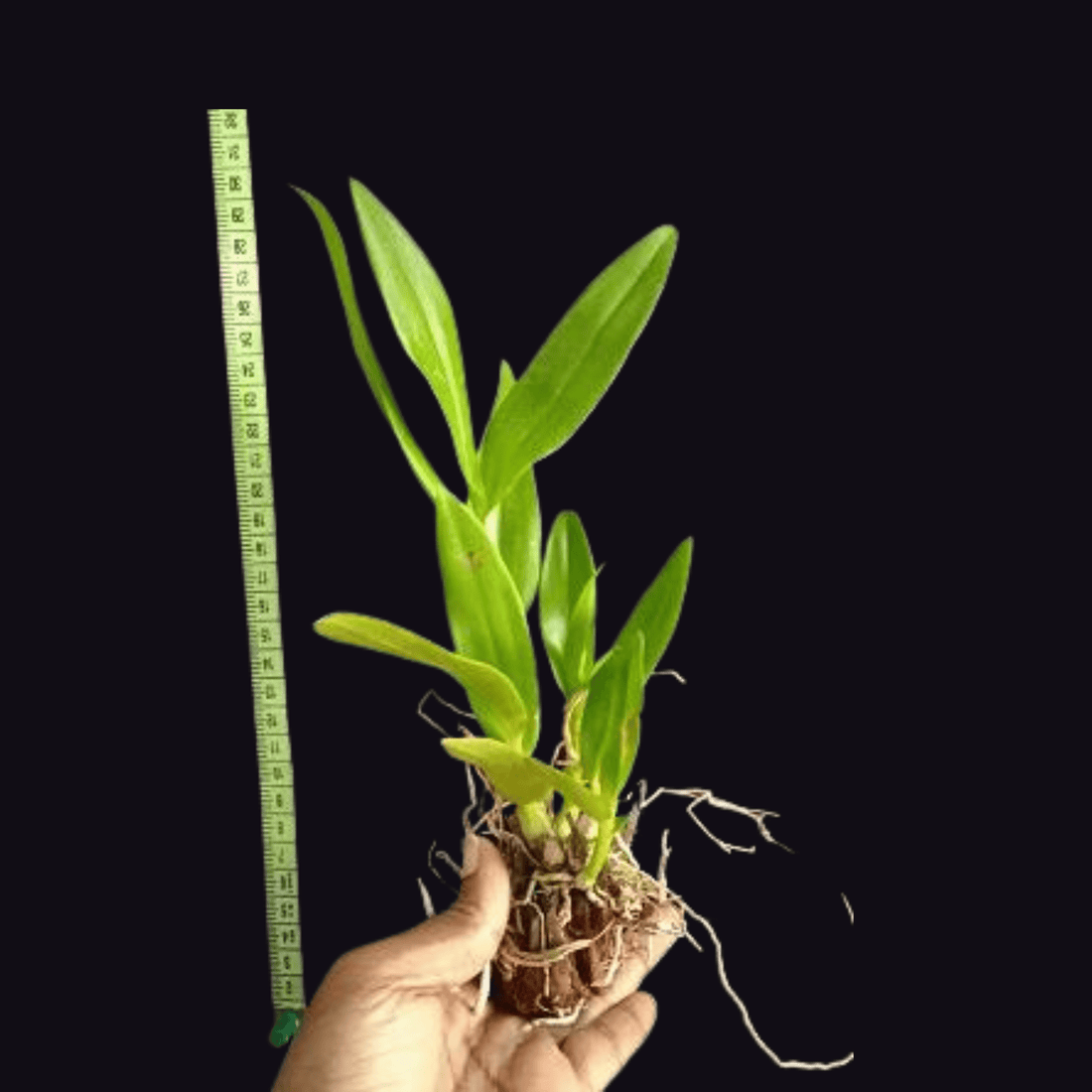 Dendrobium Meessangnil (Seedling)
