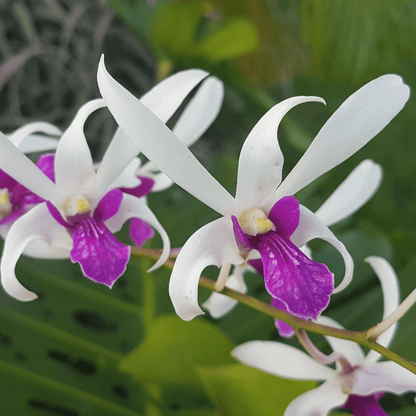 Dendrobium Meessangnil (Seedling)