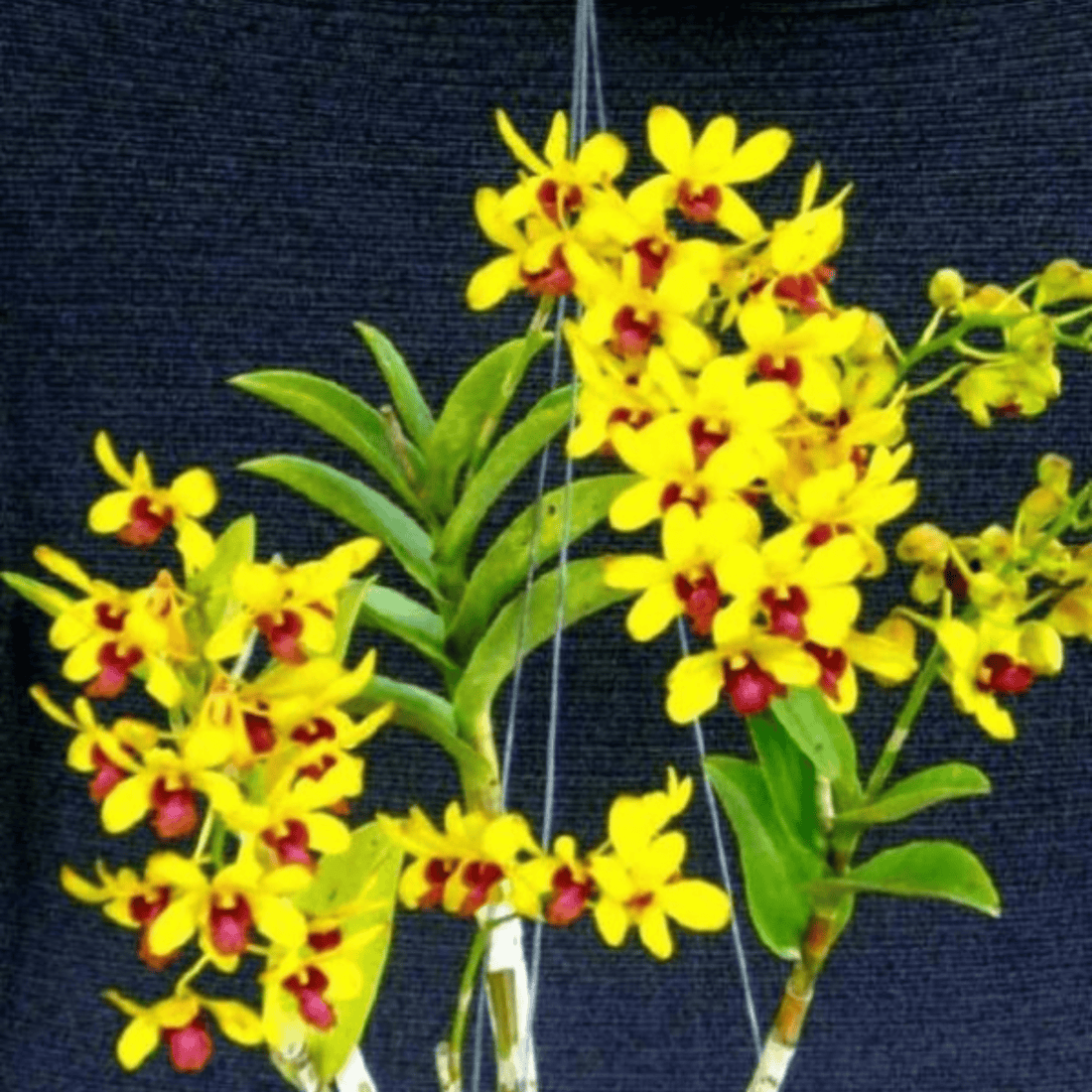 Dendrobium Mini Yellow Red Lip (Seedling)