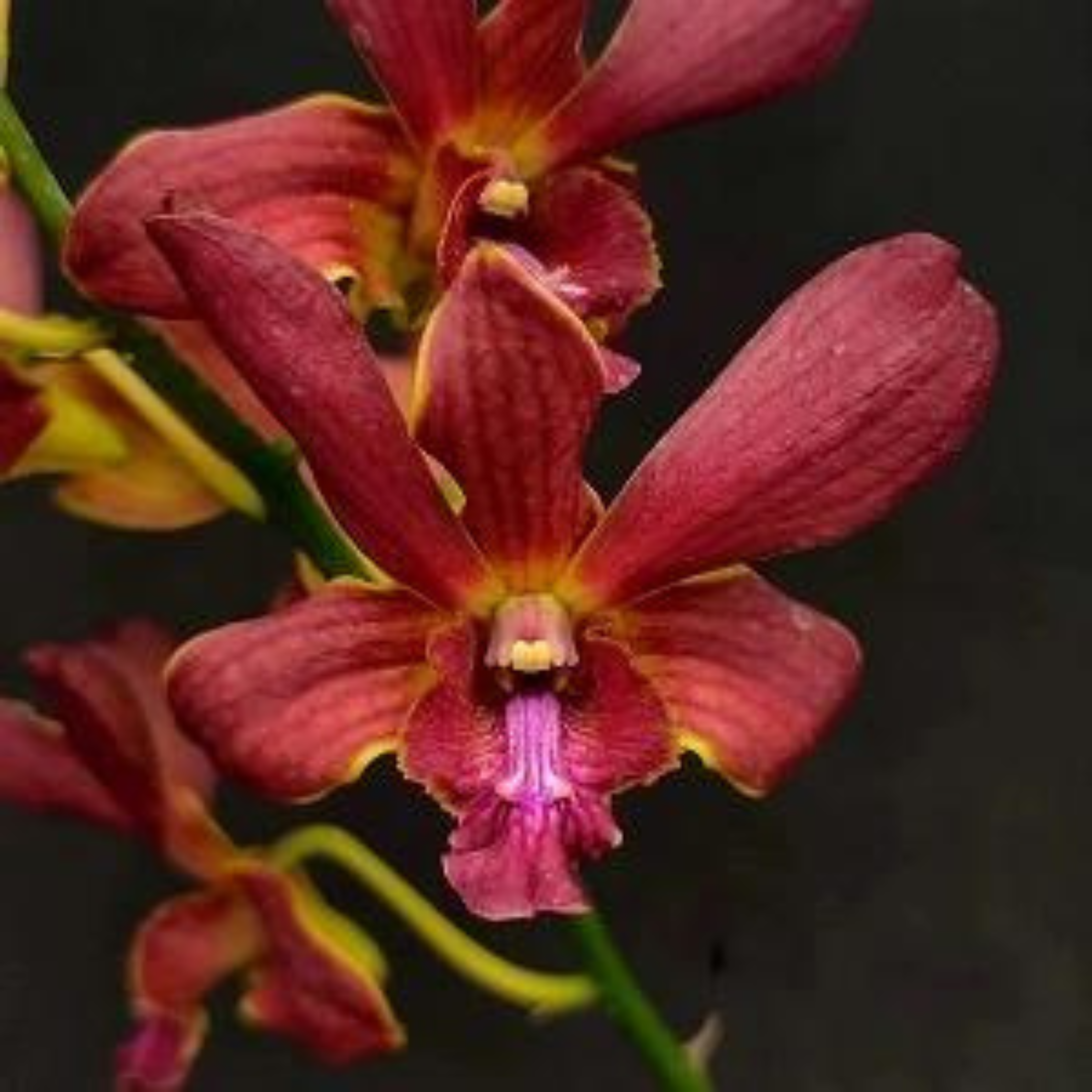 Dendrobium More Red Bertha Chong (Seedling Size)