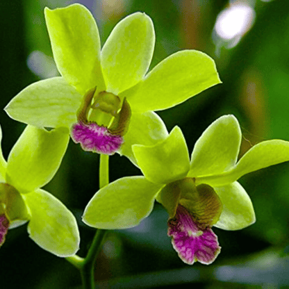 Dendrobium New Burana (Blooming Size)