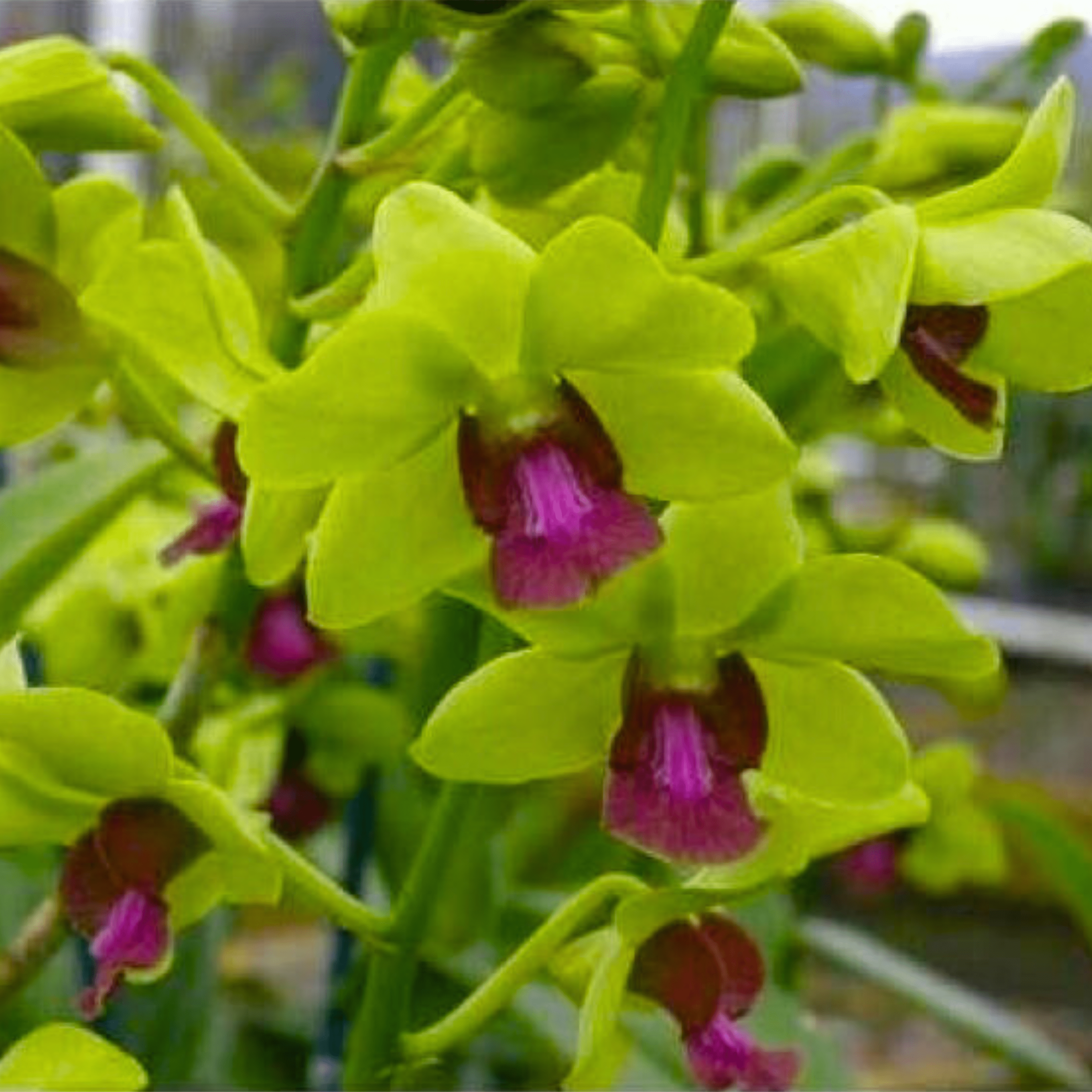 Dendrobium New Burana (Blooming Size)