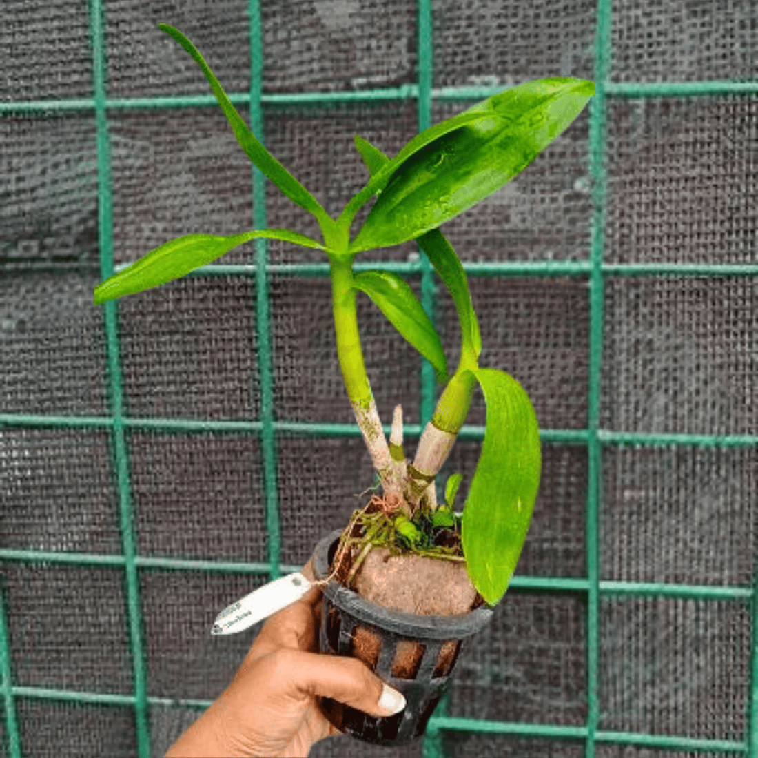 Dendrobium New Burana (Blooming Size)
