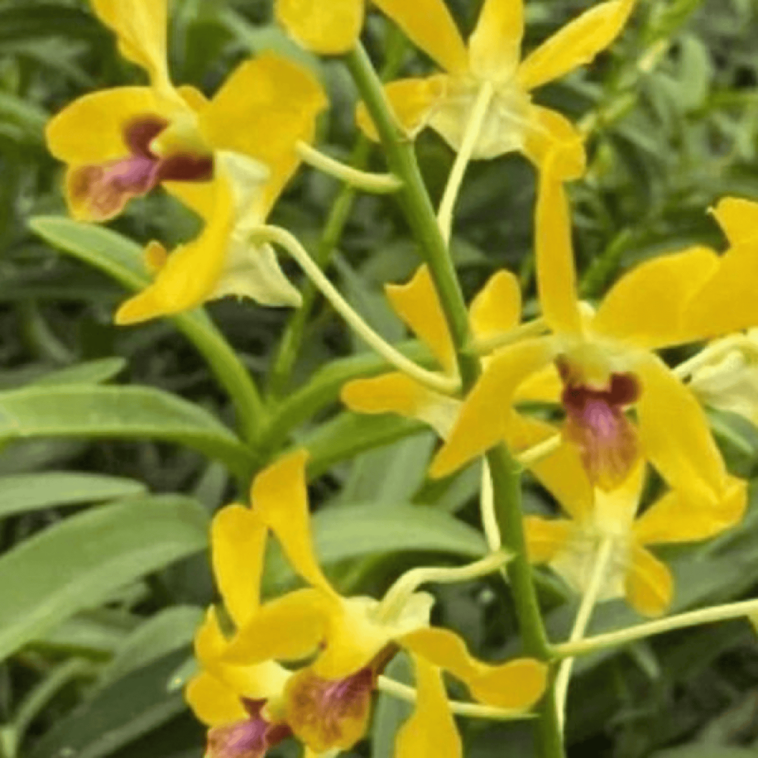 Dendrobium Pensoda (Seedling)