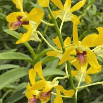 Dendrobium Pensoda (Seedling)