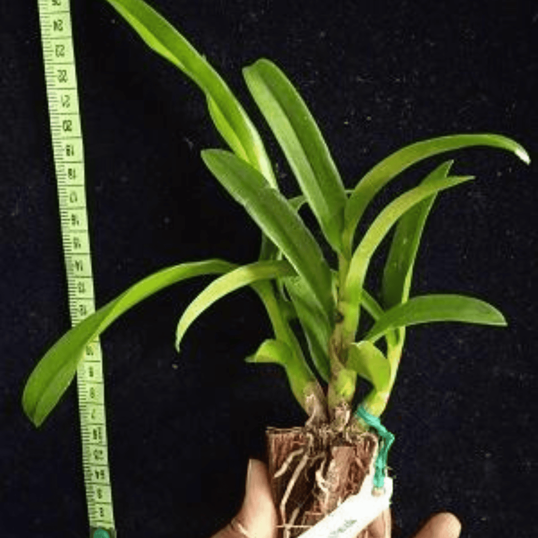 Dendrobium Pensoda (Seedling)