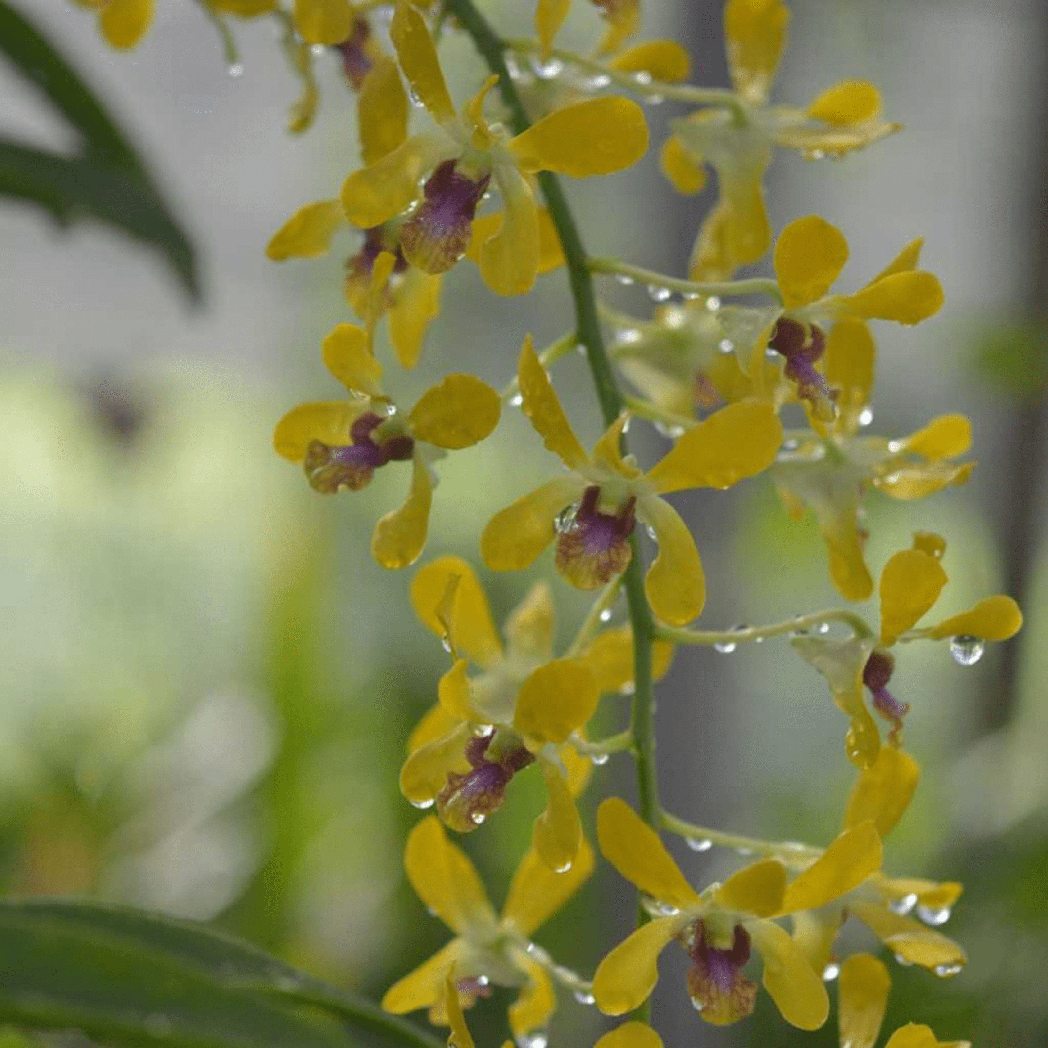 Dendrobium Pensoda (Seedling)