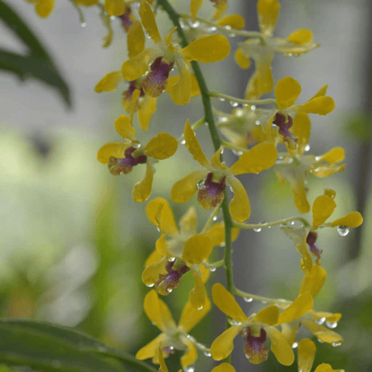 Dendrobium Pensoda (Seedling)