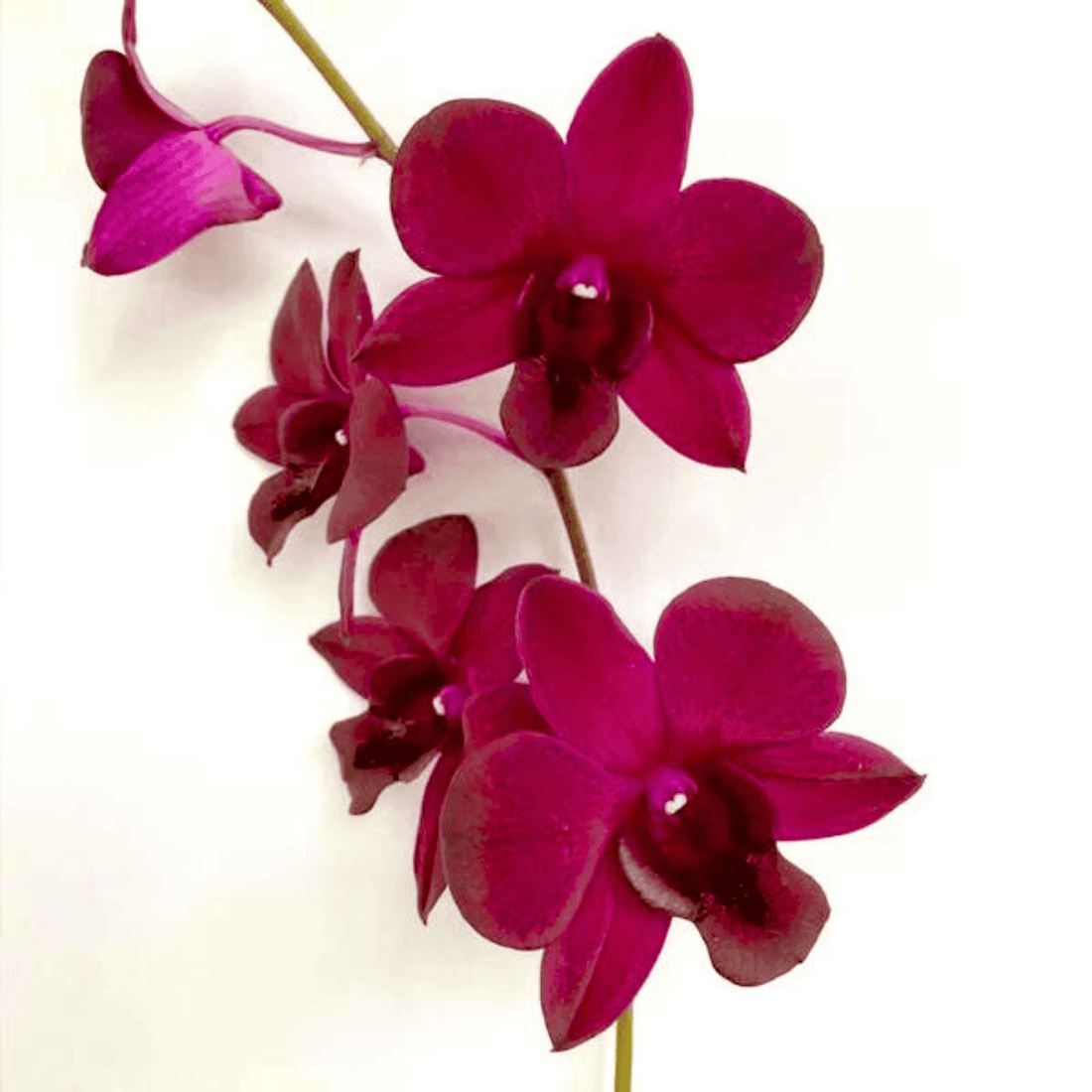 Dendrobium Red Town (Blooming Size)