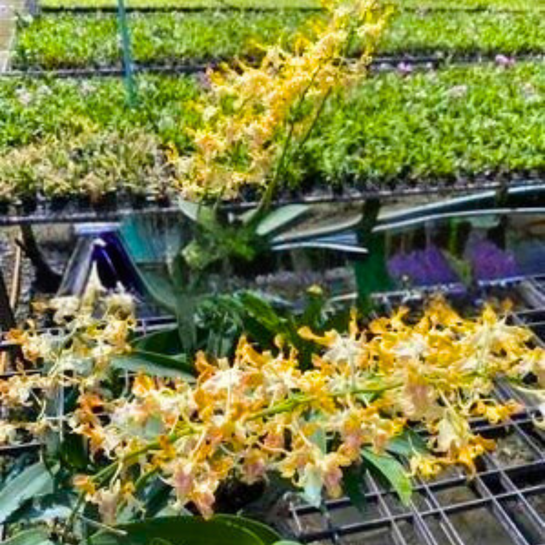 Dendrobium Star Orange Twist (Seedling)