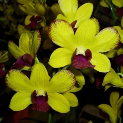 Dendrobium Thongchai Gold Chaisri Gold - Blooming Size