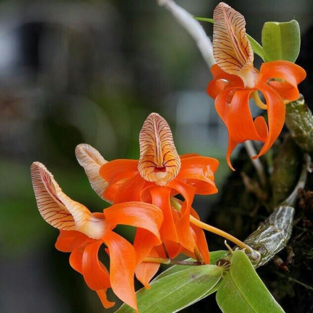 Dendrobium Unicum - Seedling Size