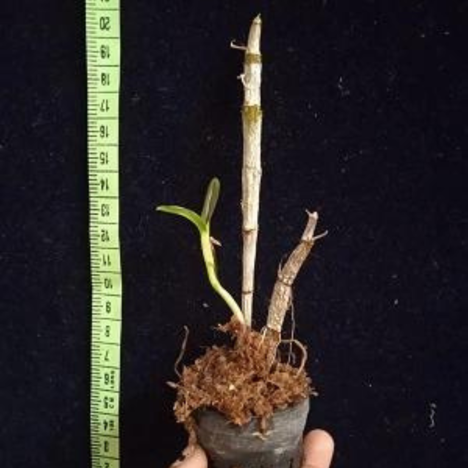 Dendrobium Unicum - Seedling Size