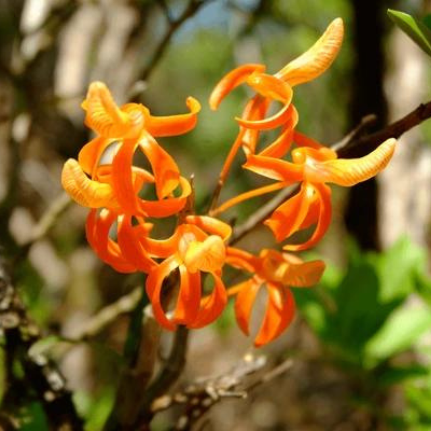 Dendrobium Unicum - Seedling Size