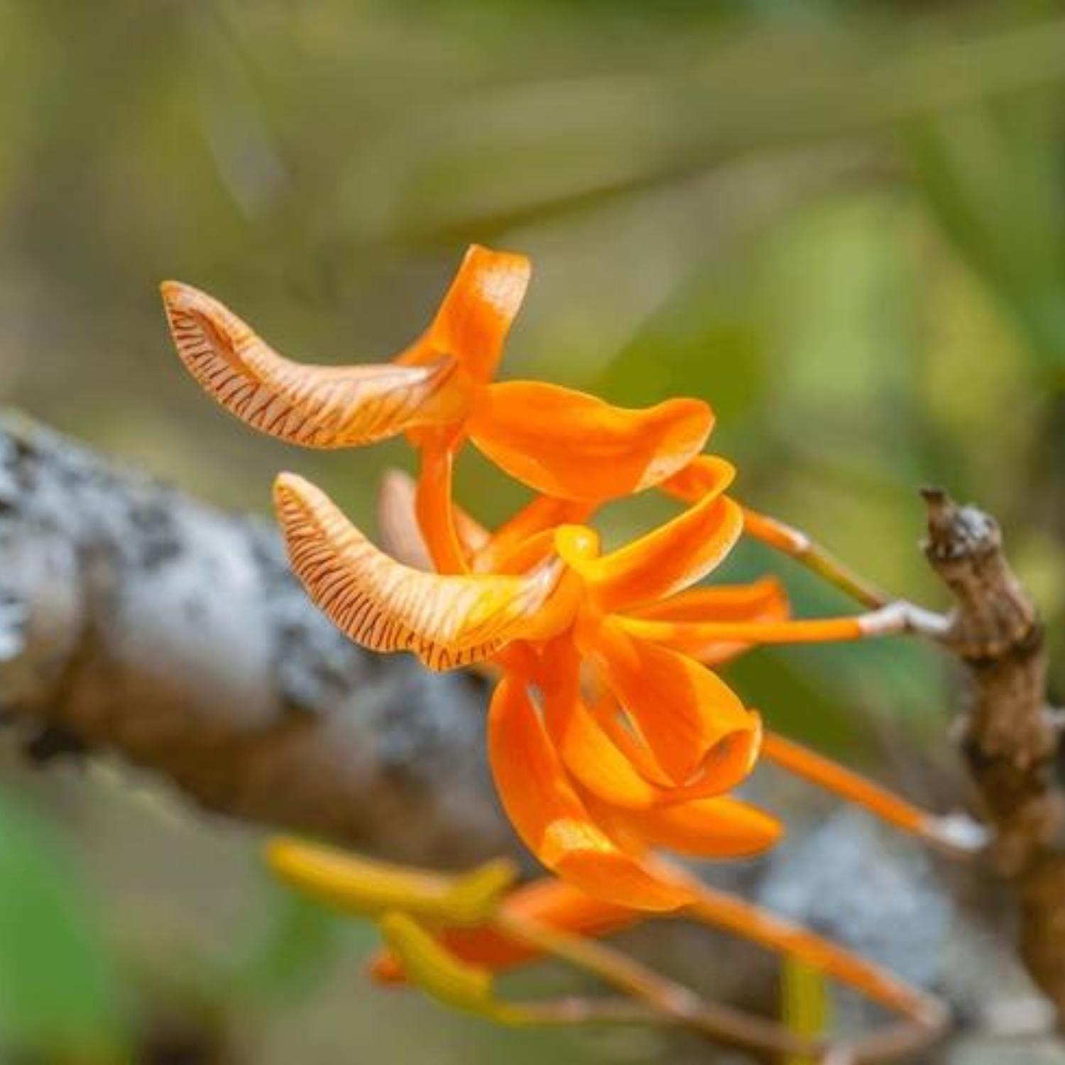 Dendrobium Unicum - Seedling Size