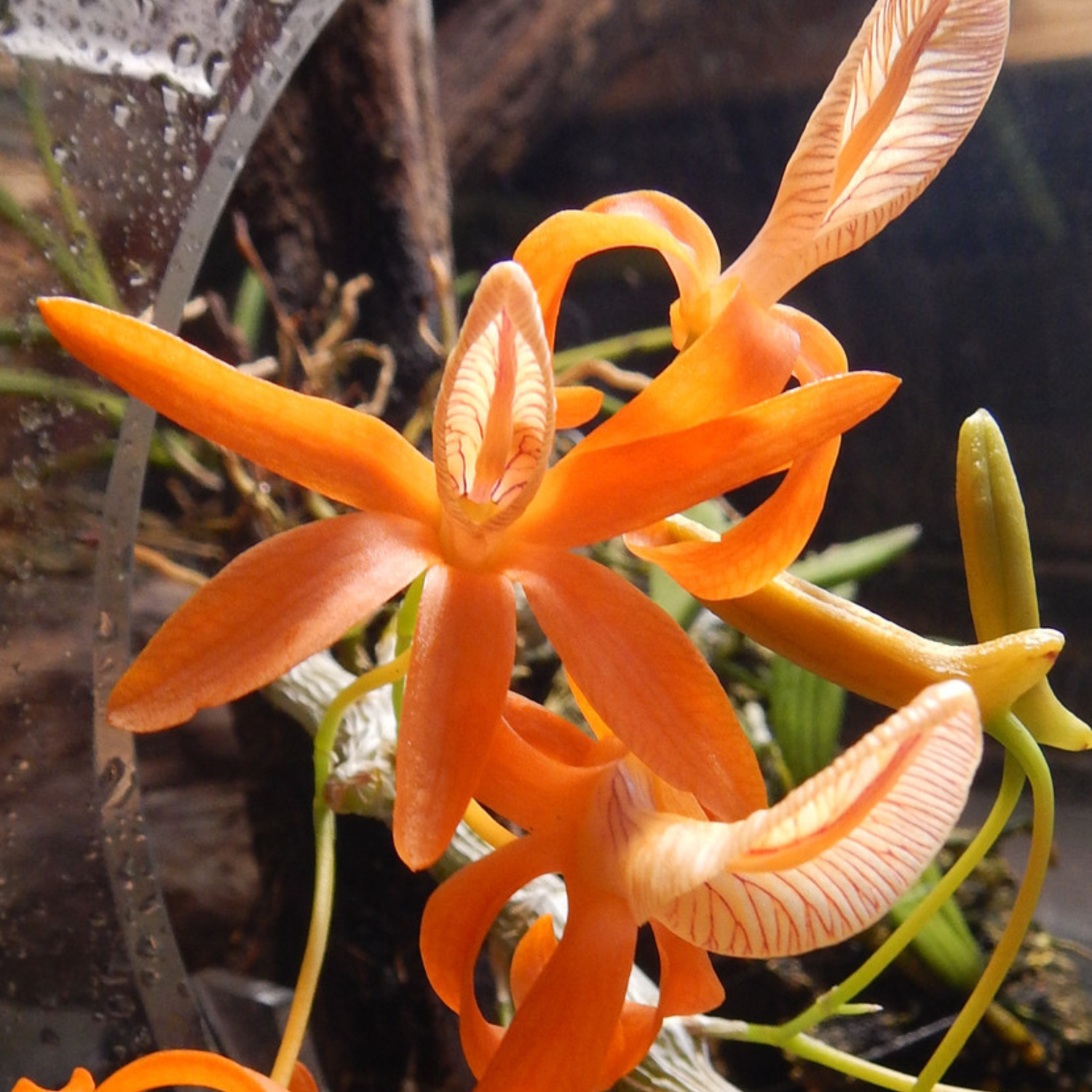 Dendrobium Unicum - Seedling Size