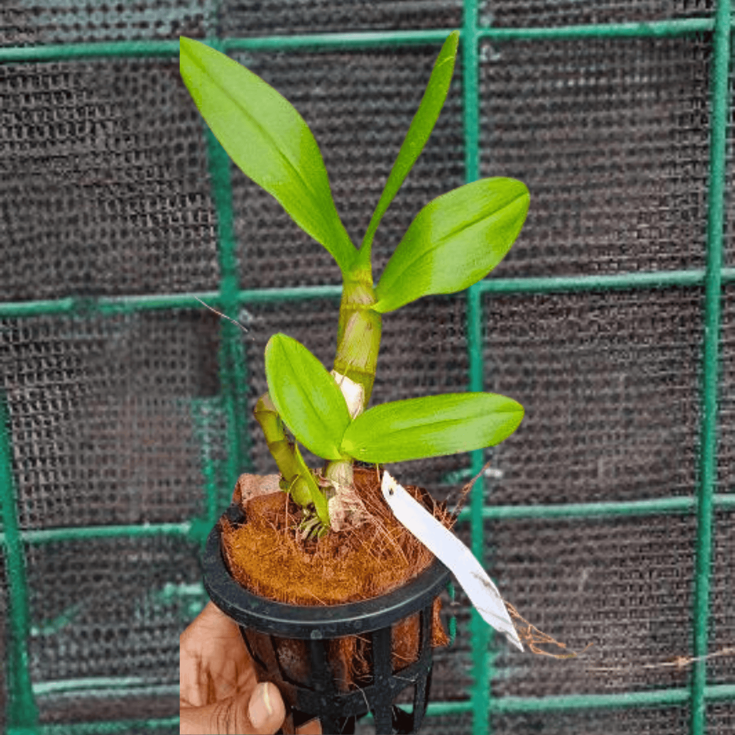 Dendrobium White Diamond (Blooming Size)