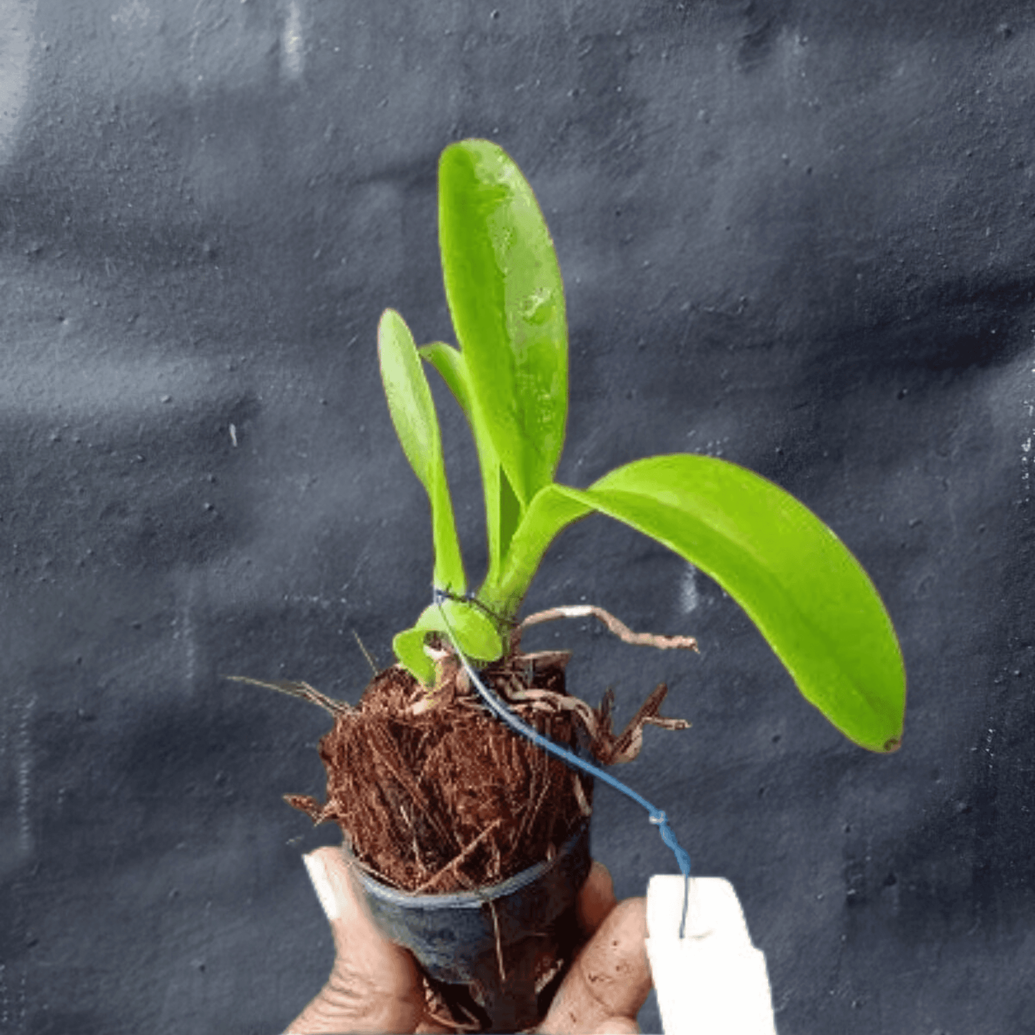 Dendrobium Yellow 3 Lip (Seedling)