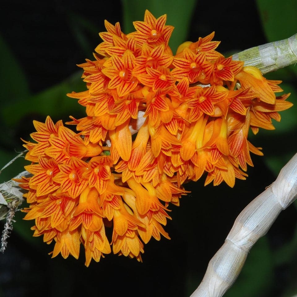 Dendrobium Bullenianum