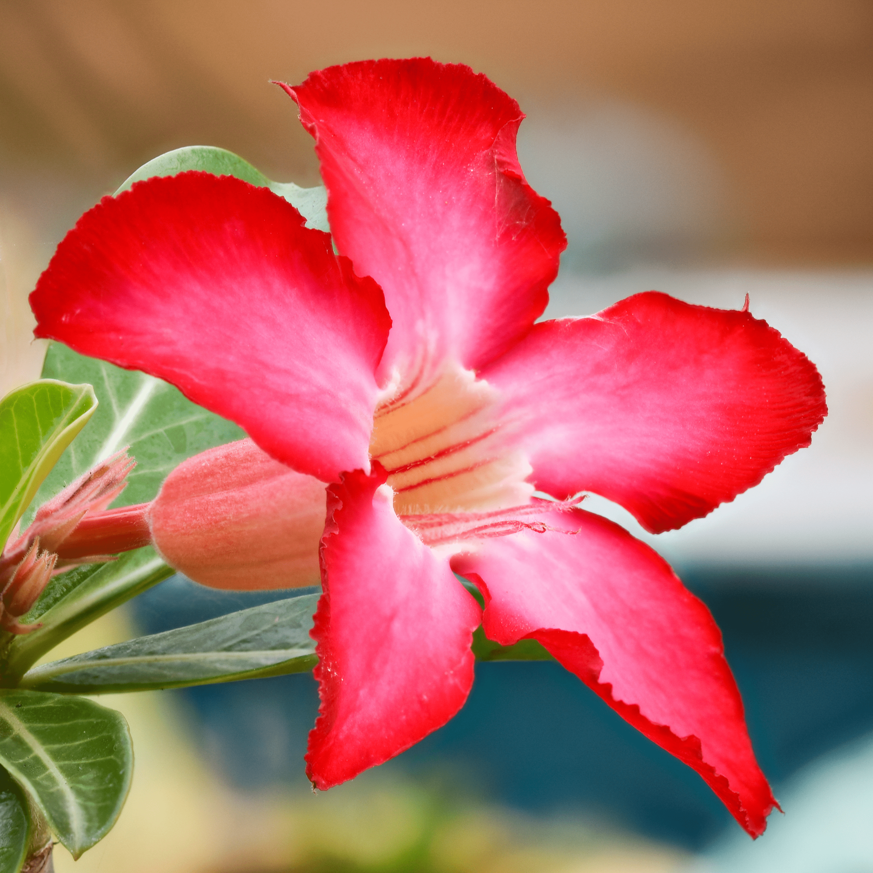 Desert Rose (Adenium obesum) Flowering Live Plant