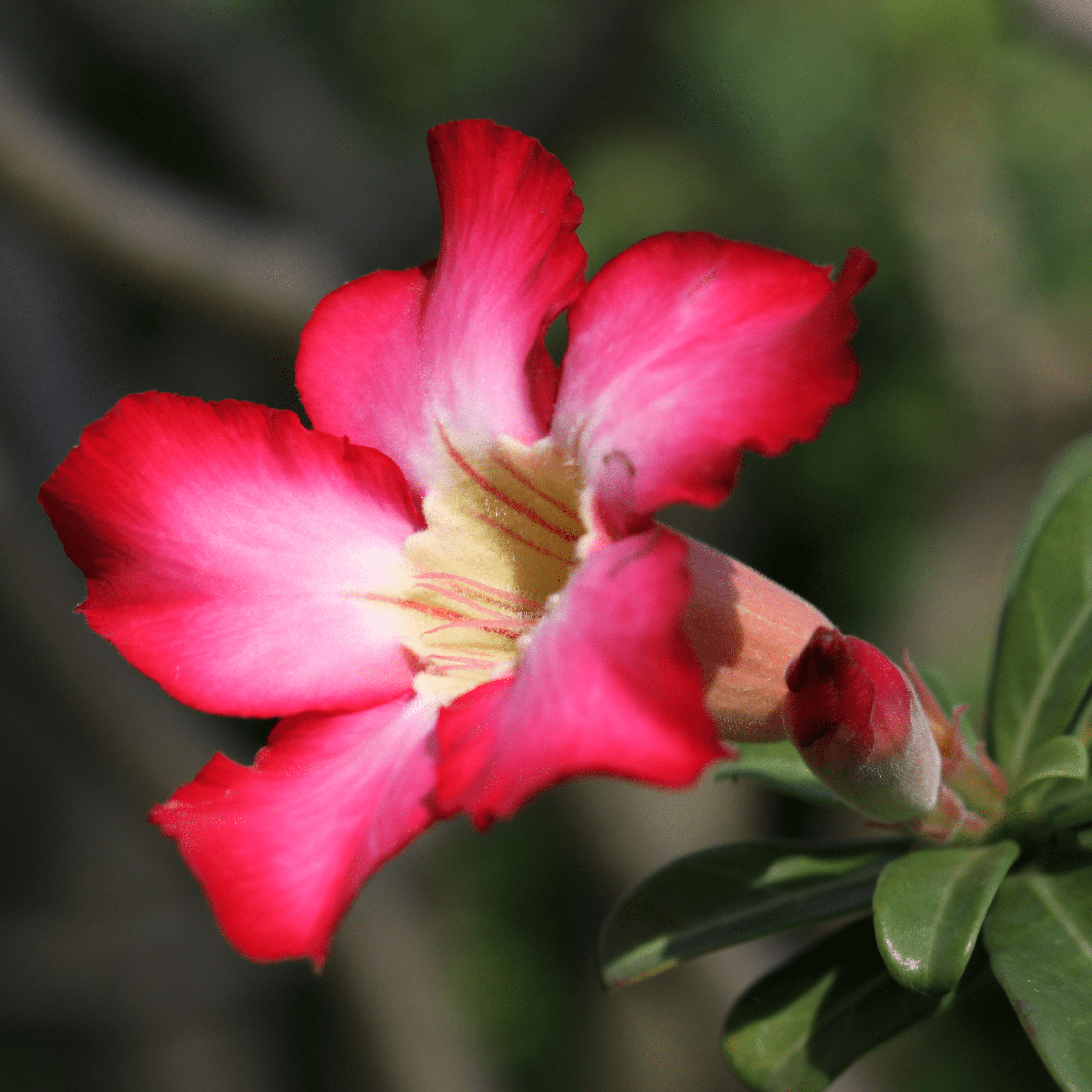 Desert Rose (Adenium obesum) Flowering Live Plant
